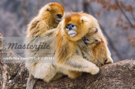 Golden Monkeys pflegen, Qinling-Gebirge, Shaanxi Provinz, China