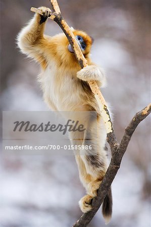 Golden Monkey Eating Bark, Qinling Mountains, Shaanxi Province, China