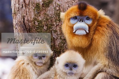 Mother and Young Golden Monkey, Qinling Mountains, Shaanxi Province, China