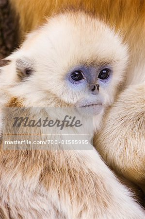Bébé Golden Monkey, monts Qinling, Province de Shaanxi, Chine