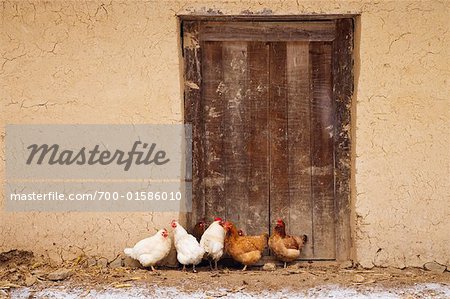 Poulets en bois porte, monts Qinling, Province de Shaanxi, Chine