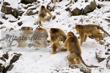Différend territorial entre mâles Golden singes, monts Qinling, Province de Shaanxi, Chine