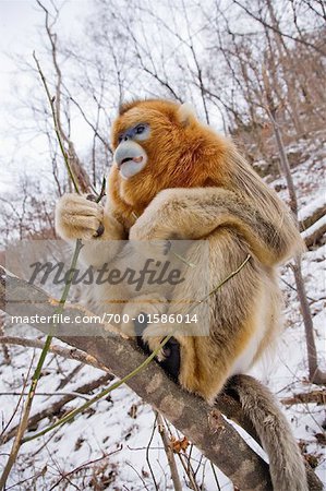 Golden Monkey Eating Branches, Qinling Mountains, Shaanxi Province, China