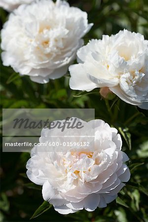 White Herbaceous Peonies