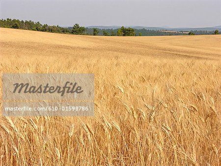France, Provence, Valensole Plateau, wheat field