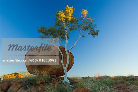 Baum und die Devils Marbles, Northern Territory, Australien