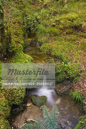 Creek, Lewis Pass, Südinsel, Neuseeland