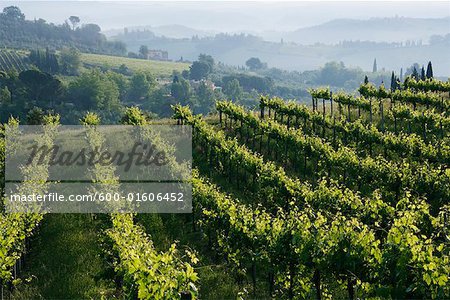 Vignoble, région de Chianti, Toscane, Italie