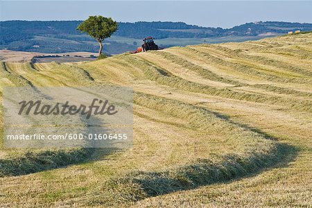 Tractor Harvesting in Field, Val d'Orcia, Tuscany, Italy