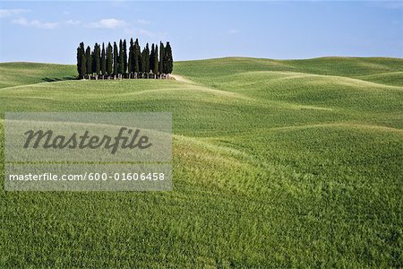 Grove of Cypress Trees, Val d'Orcia, Tuscany, Italy