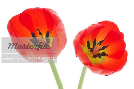Tulipes