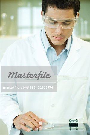 Male scientist picking up Petri dish