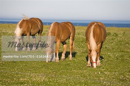 Trois chevaux Palomino au pâturage, Prince Edward Island, Canada