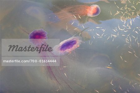 Fish and Three Jellyfish, Judes Point, Prince Edward Island Canada