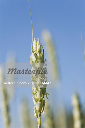 Gros plan du blé