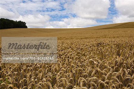 Ripened Grain Field, Desvres, France