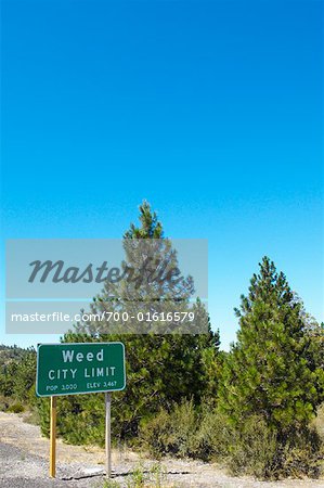 City Limits Sign, Weed, California, USA