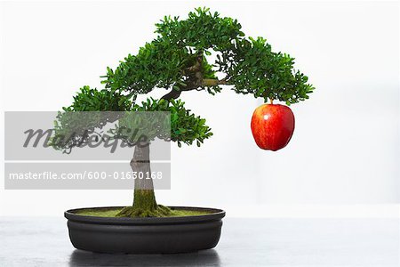 Apple pendu à arbre Bonsai