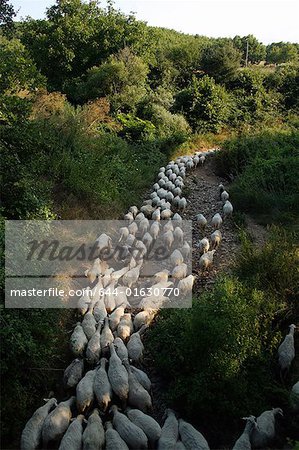 Moutons sur un chemin d'accès