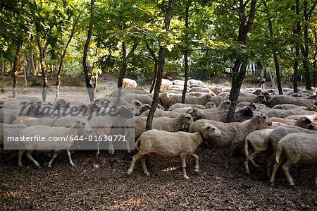 Troupeau de moutons parmi les arbres