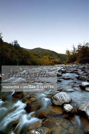 Rivière qui coule à travers la forêt