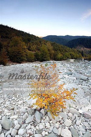 Lit de rivière asséchée avec pierres