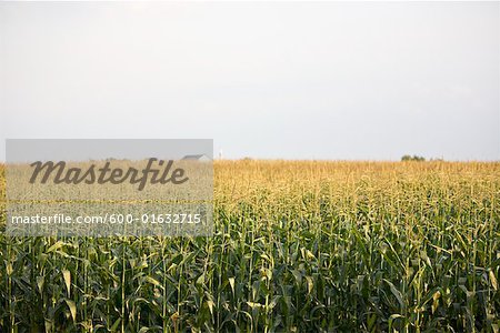 Corn Field