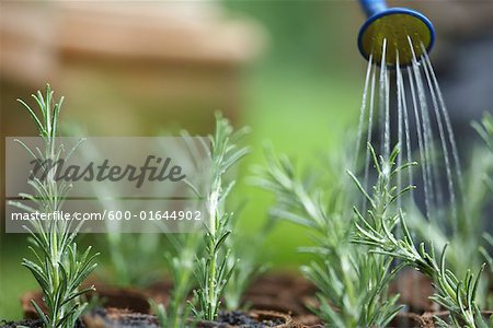 Watering Plants