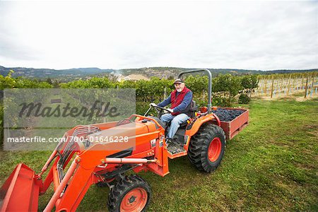 Farmer Harvesting Grapes, Naramata, British Columbia, Canada Farmer Harvesting Grapes, Naramata, British Columbia, Canada