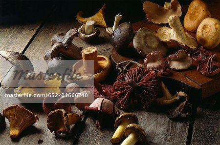 Vielfalt der Pilze