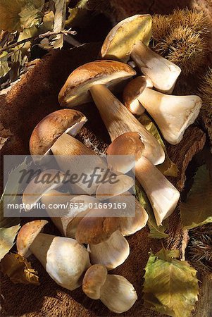 display of cep mushrooms
