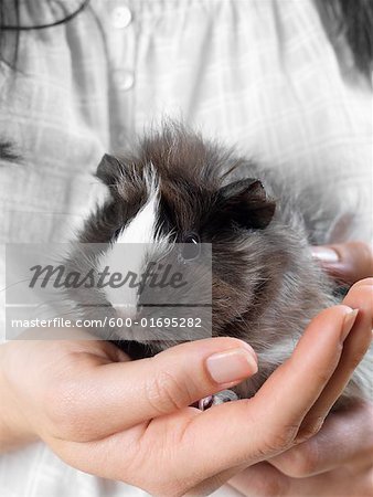 Close-up of Guinea Pig