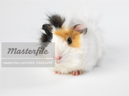 Guinea Pig