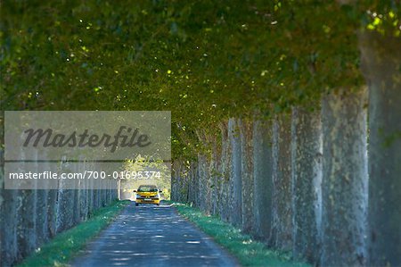 Voiture, conduite par le biais de l'Avenue d'arbres Carcassonne, France