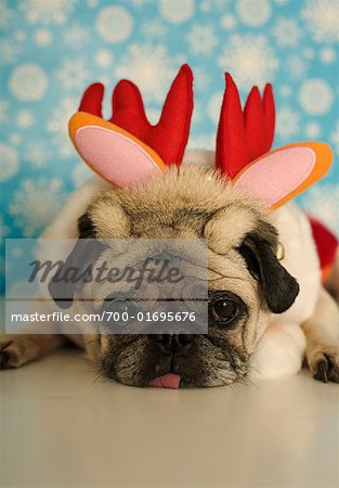 Pug in Christmas Outfit