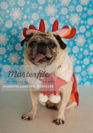 Pug in Christmas Outfit