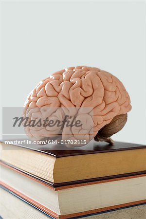 Gehirn auf Bücher