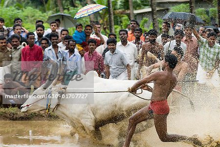 Deux boeufs en cours d'exécution dans la course de boeufs, Kerala, Inde