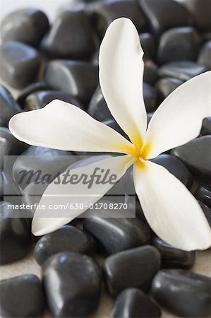 Gros plan d'une fleur blanche sur cailloux noirs