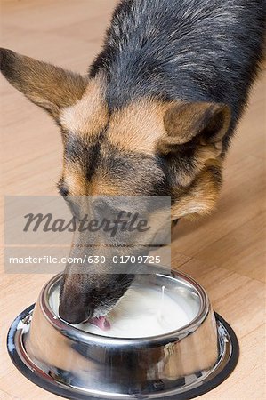 Nahaufnahme der ein trinken Milch aus einer Schüssel Hund Schäferhund