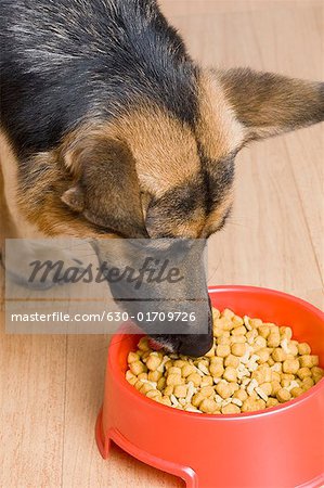 Nahaufnahme der ein Hund essen aus einer Schale Hund Schäferhund