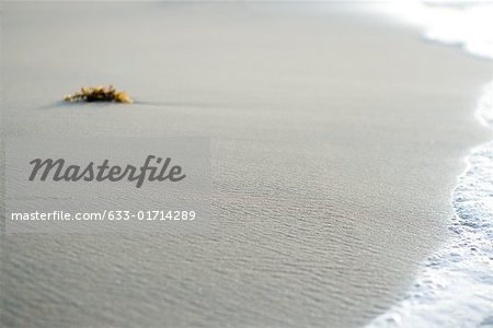 Piece of seaweed on beach near surf