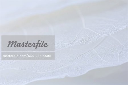 Pale dried leaves, extreme close-up