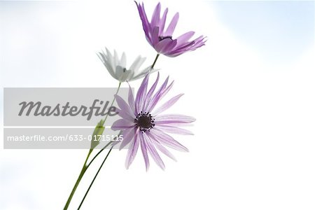 Flowers, sky in background Flowers, sky in background