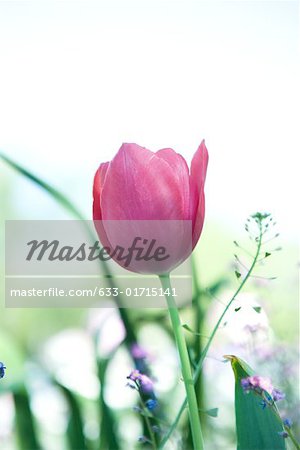 Tulipes en fleur jardin