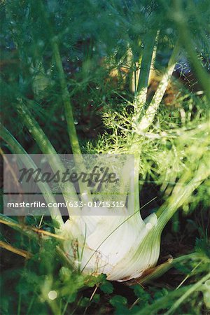 Fennel growing in garden