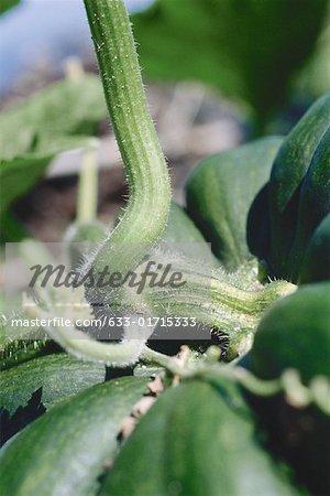 Grüner Kürbis wächst im Garten, extreme Nahaufnahme