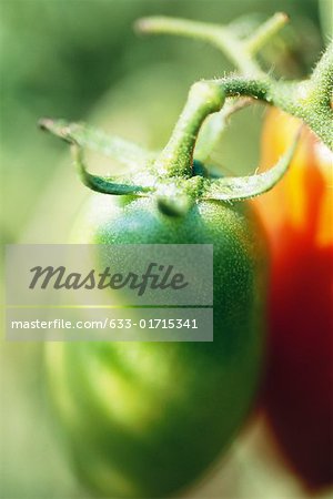 Green tomato growing on vine, extreme close-up