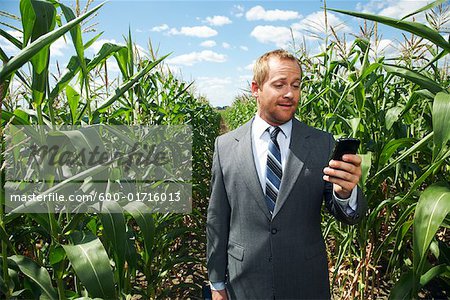 Homme d'affaires dans le champ de maïs