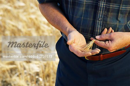 Agriculteur examinant Grain